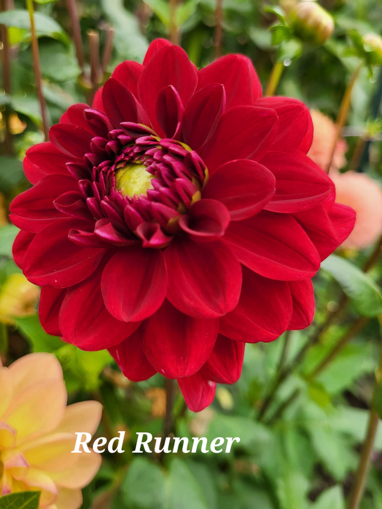 Red Runner Dahlia Tuber