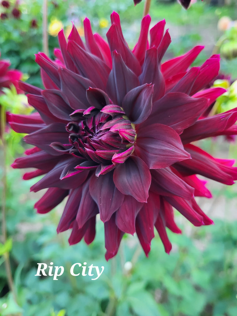 Rip City Dahlia Tuber
