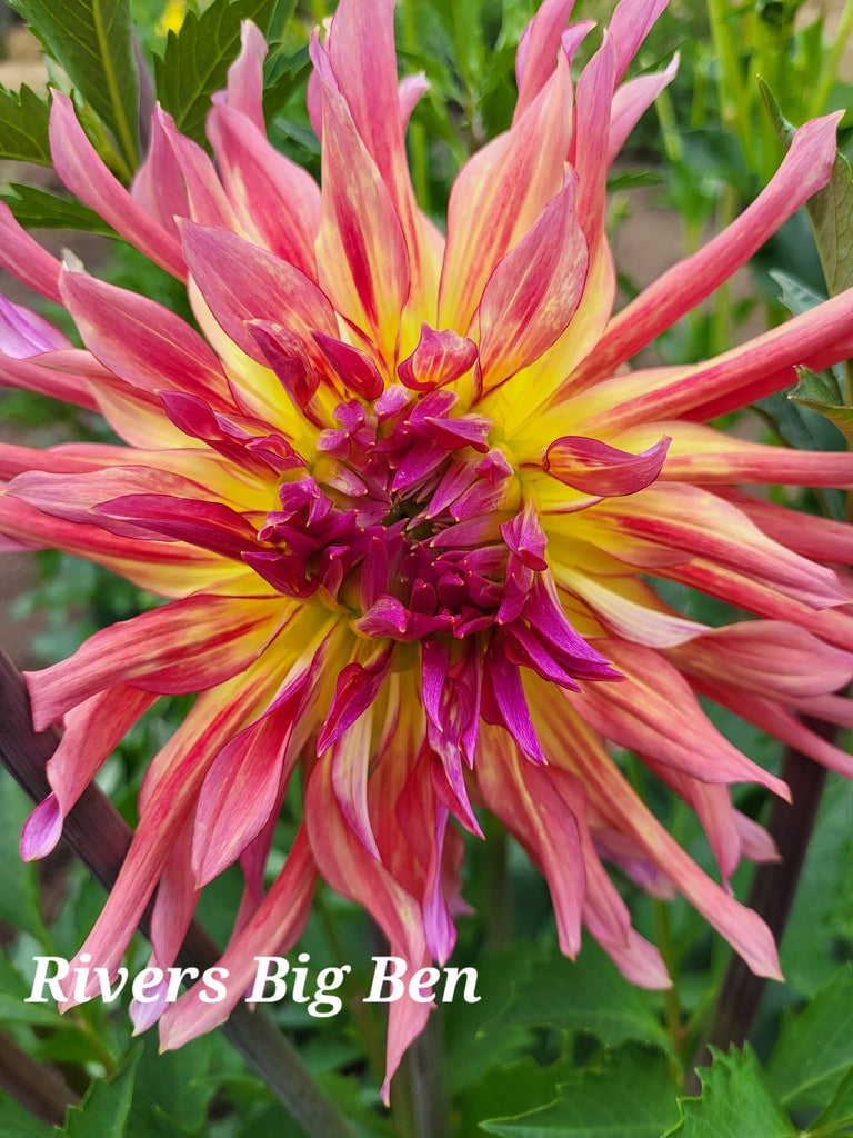 River's Big Ben Dahlia Tuber