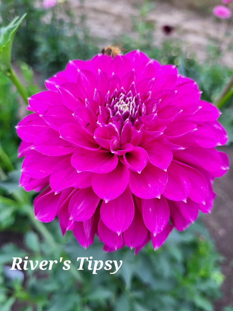 River's Tipsy Dahlia Tuber