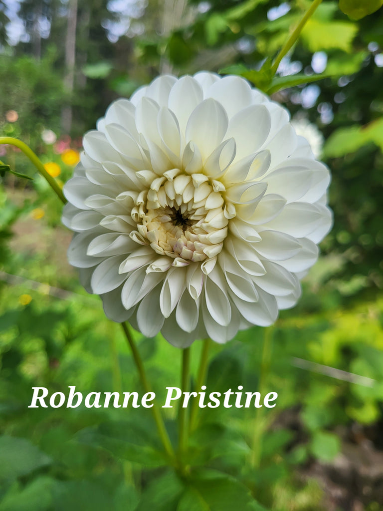 Robann Pristine Dahlia Tuber