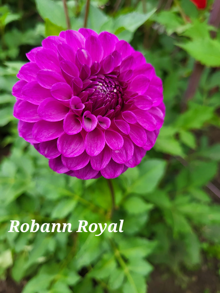 Robann Royal Dahlia Tuber