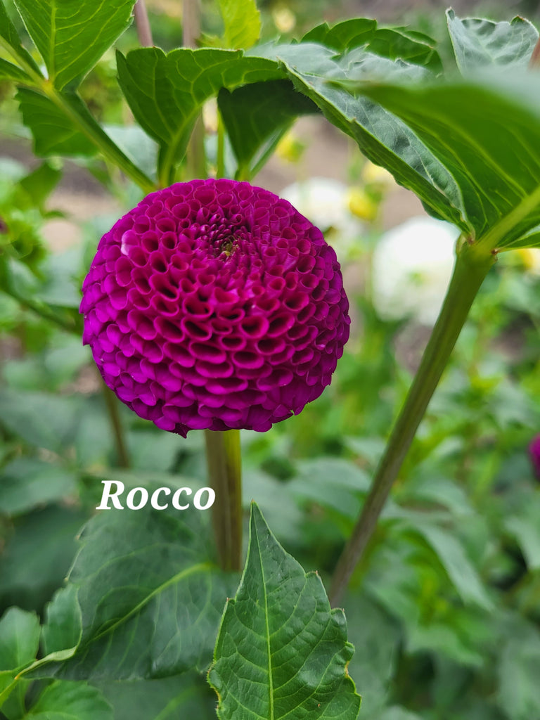 Rocco Dahlia Tuber