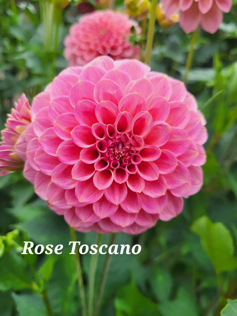 Rose Toscano Dahlia Tuber
