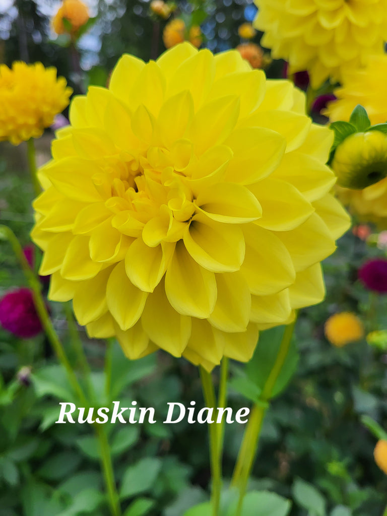 Ruskin Diane Dahlia Tuber