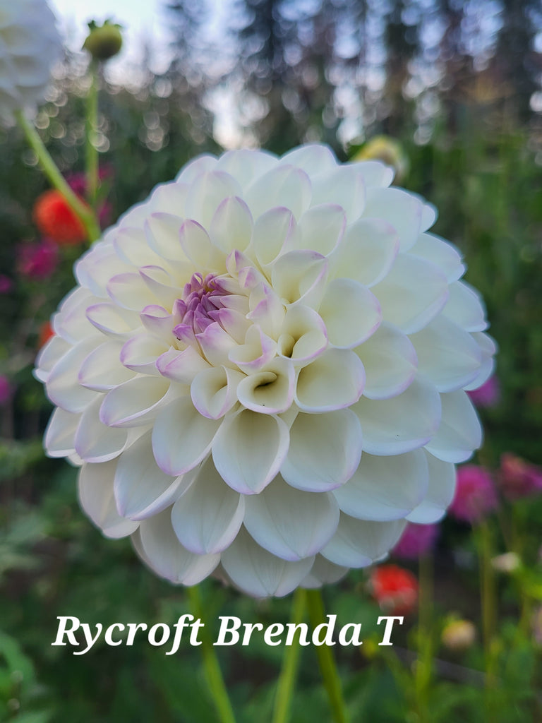 Rycroft Brenda T Dahlia Tuber