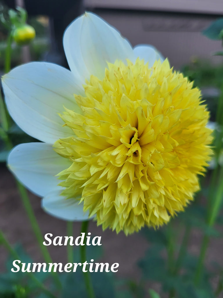 Sandia Summertime