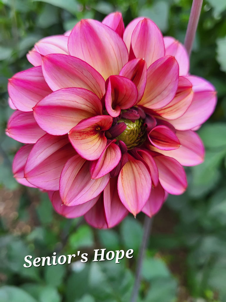 Senior's Hope Dahlia Tuber