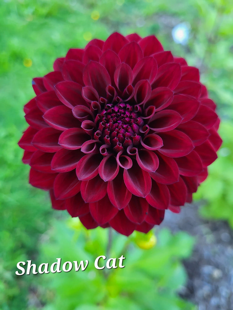 Shadow Cat Dahlia Tuber