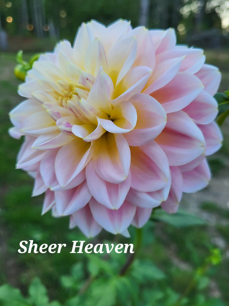 Sheer Heaven Dahlia Tuber