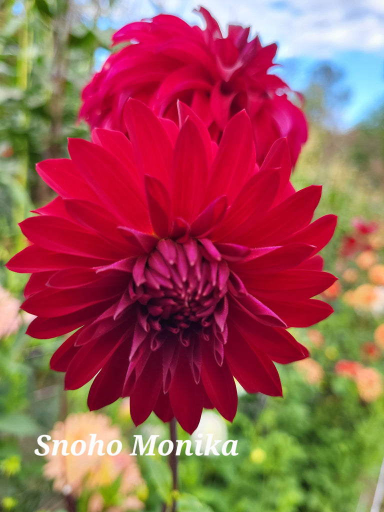 Snoho Monika Dahlia Tuber
