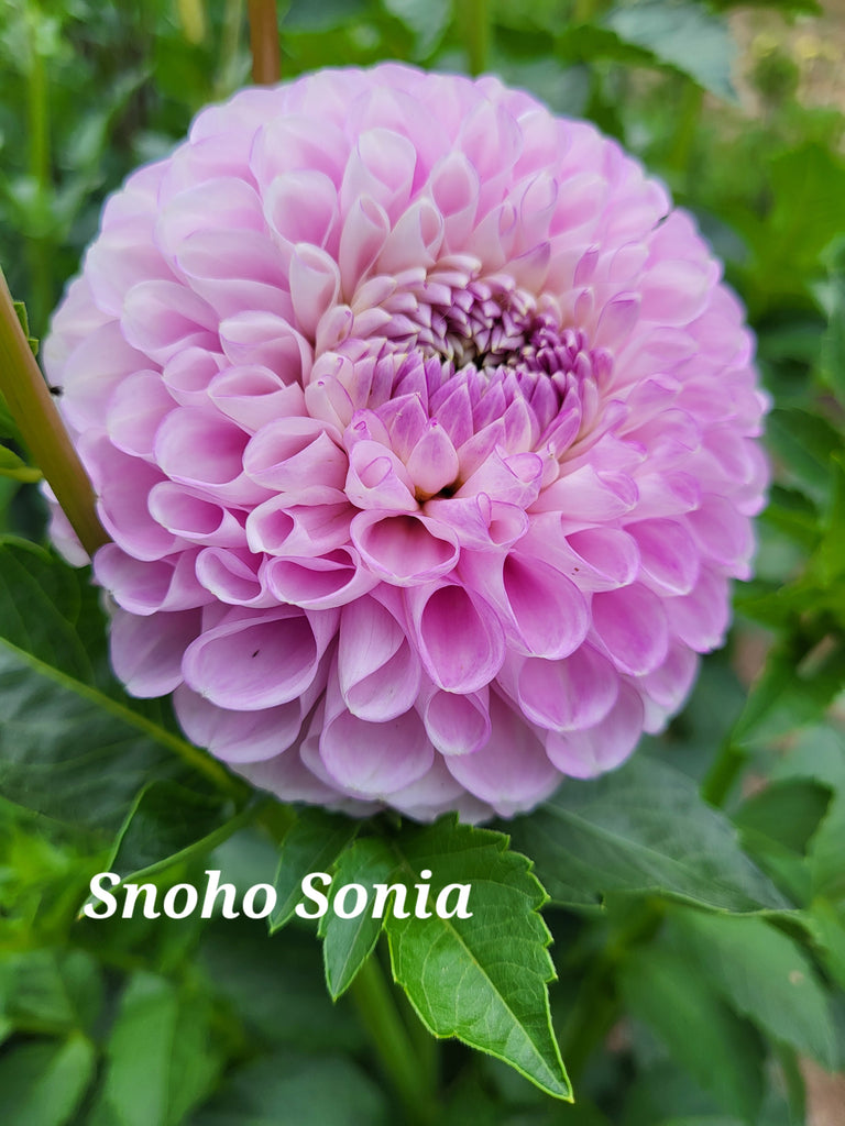 Snoho Sonia Dahlia Tuber