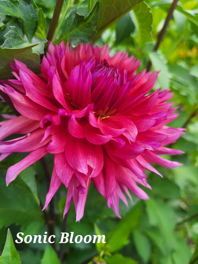 Sonic Bloom Dahlia Tuber