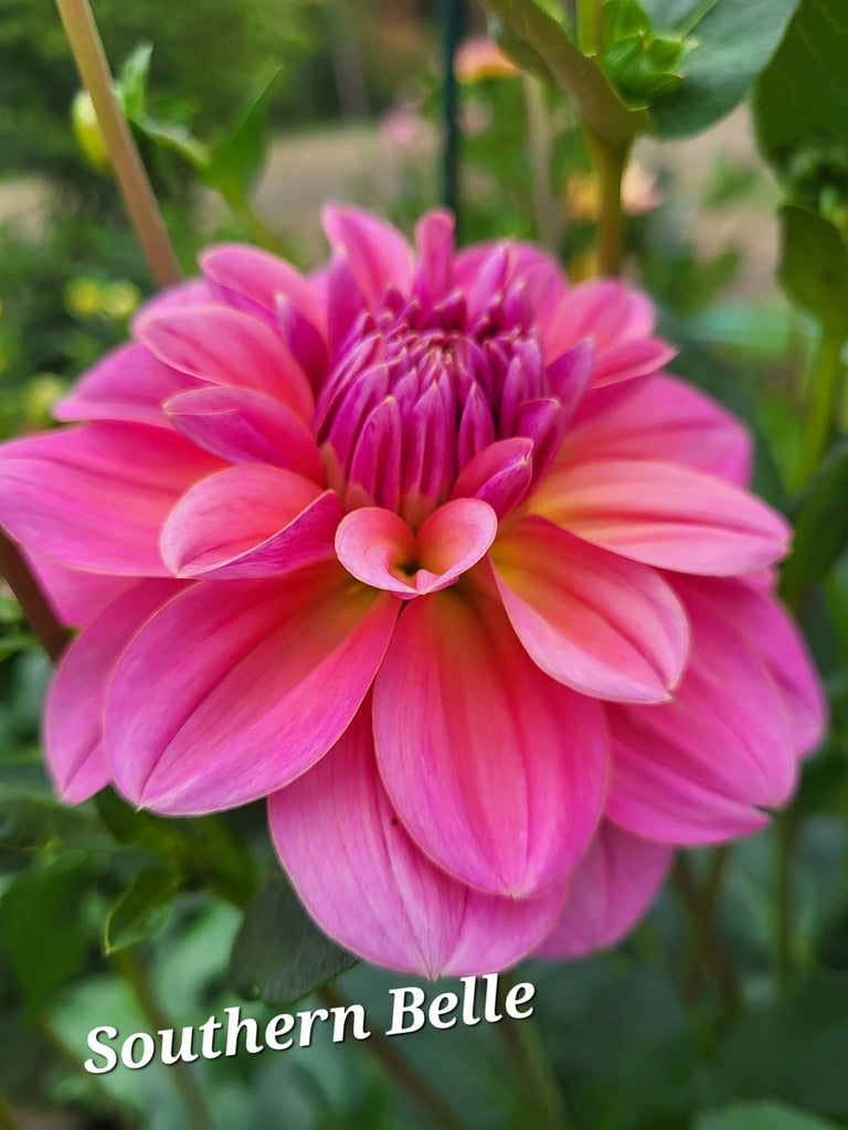 Southern Belle Dahlia Tuber