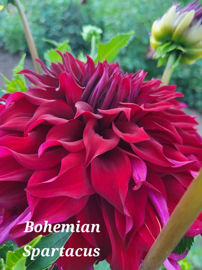 Bohemian Spartacus Dahlia Tuber
