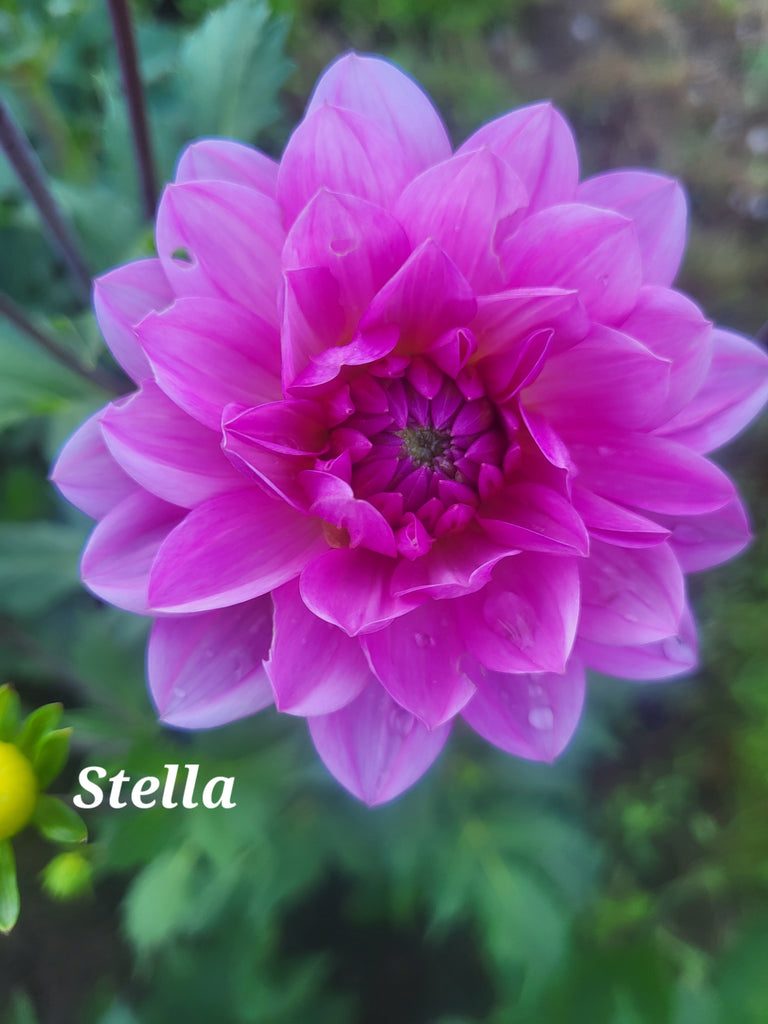 Stella J Dahlia Tuber