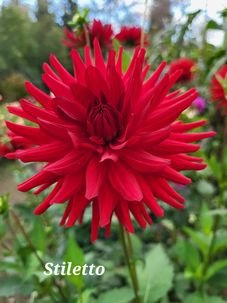 Stiletto Dahlia Tuber