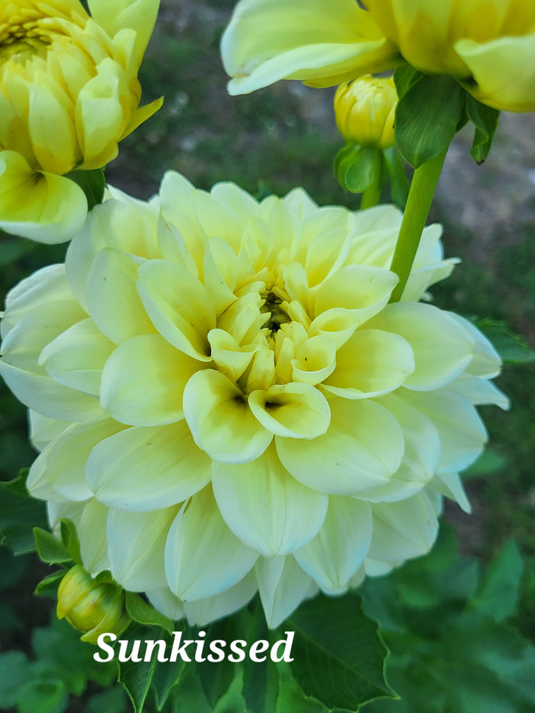 Sun Kissed Dahlia Tuber