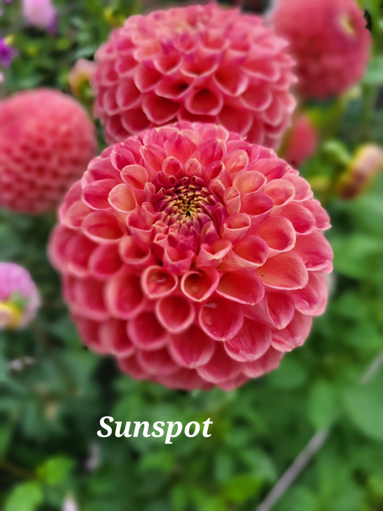 Sun Spot Dahlia Tuber