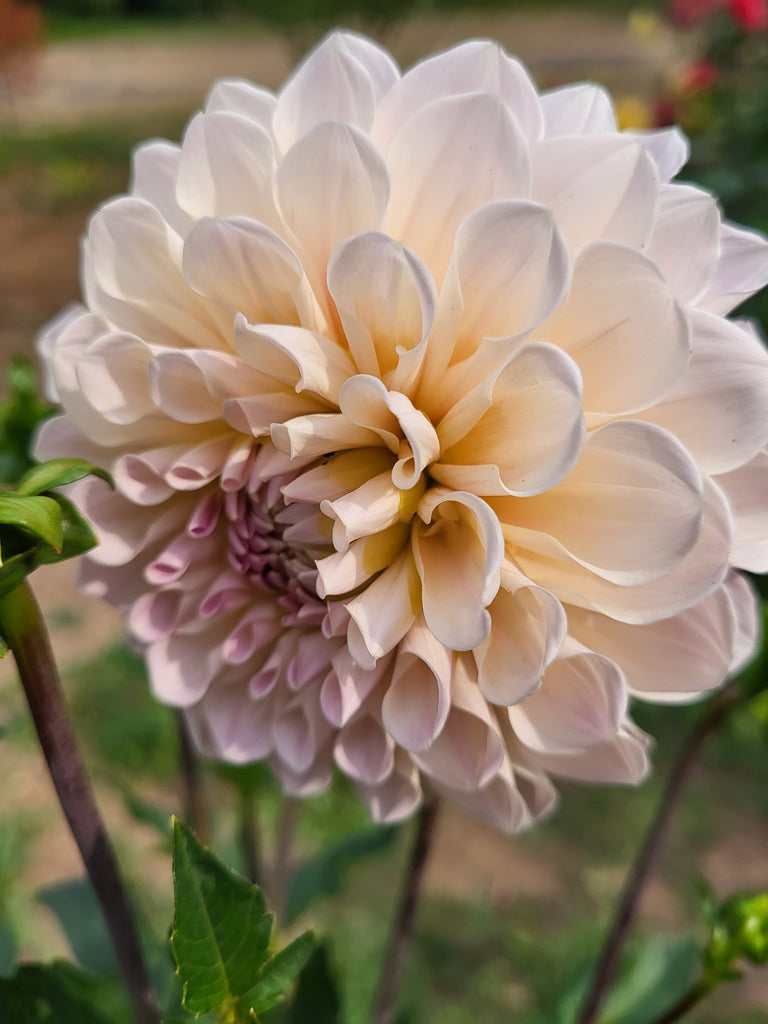 Sweet Nathalie Dahlia Tuber