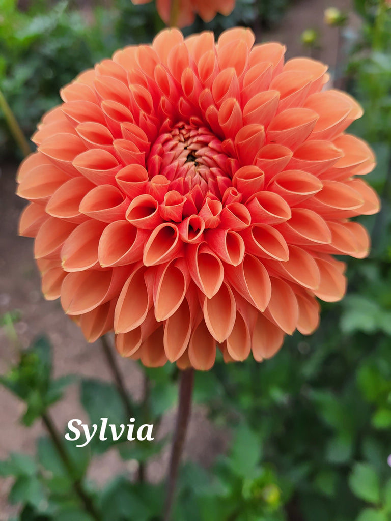 Sylvia Dahlia Tuber