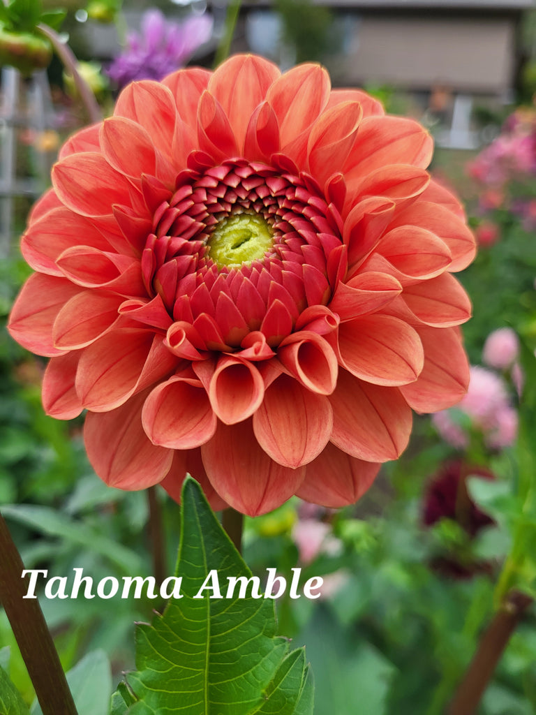 Tahoma Amble Dahlia Tuber