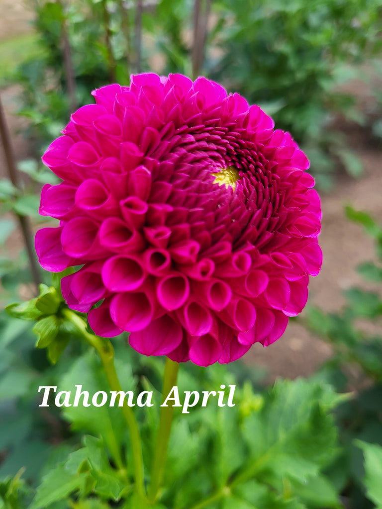 Tahoma April Dahlia Tuber