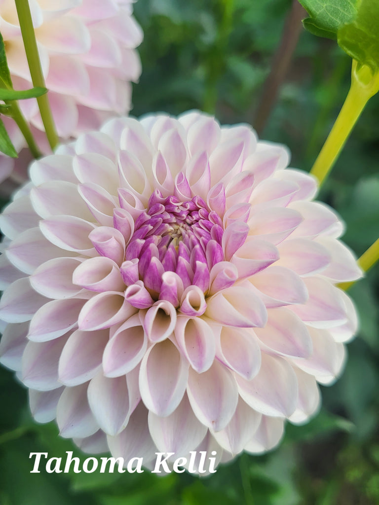 Tahoma Kelli Dahlia Tuber