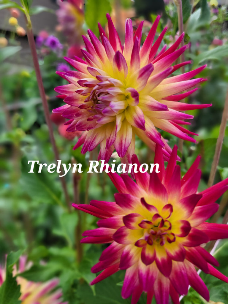 Trelyn Rhianon Dahlia Tuber