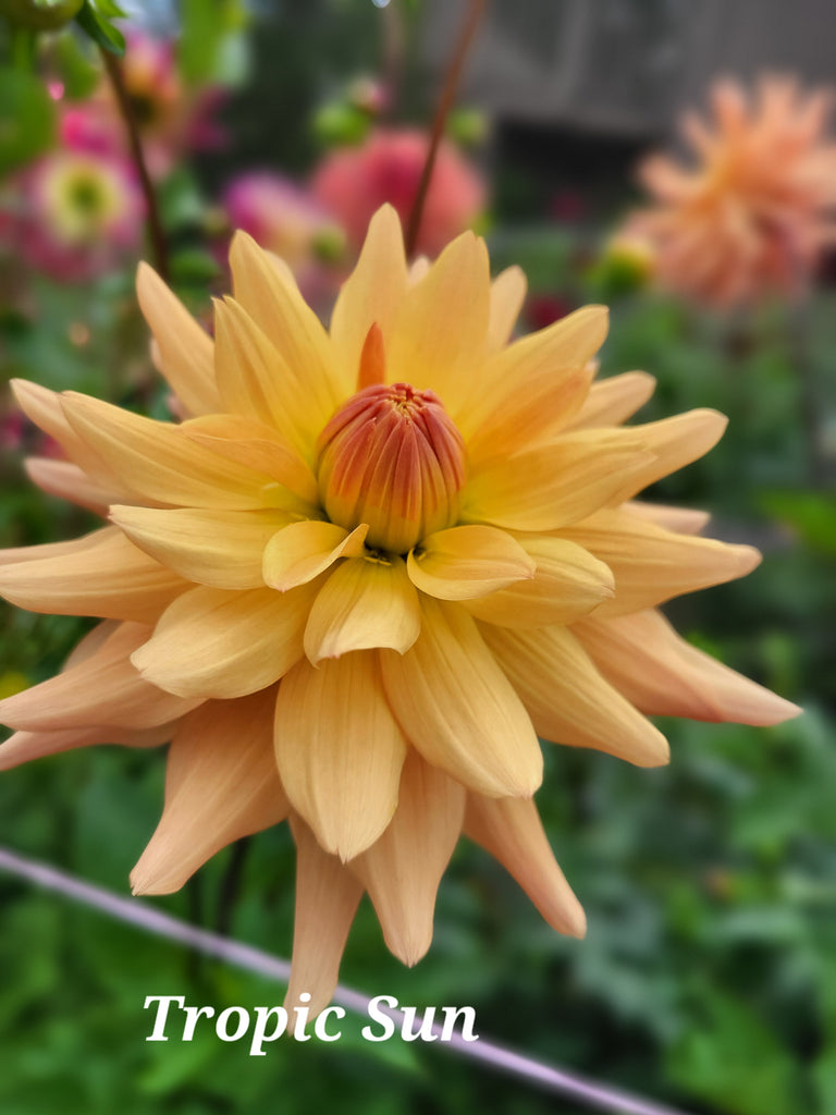 Tropic Sun Dahlia Tuber