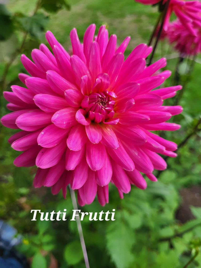 Tutti Frutti Dahlia Tuber