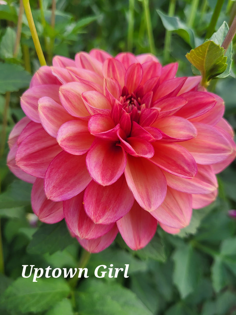 Uptown Girl Dahlia Tuber