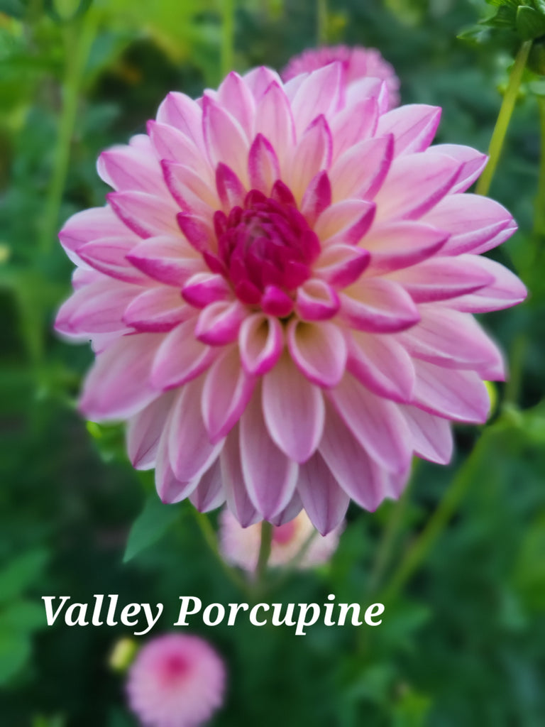 Valley Porcupine Dahlia Tuber