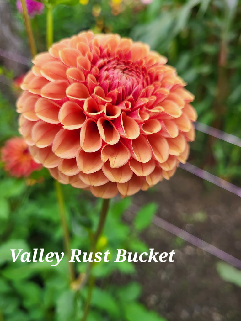 Valley Rust Bucket Dahlia Tuber