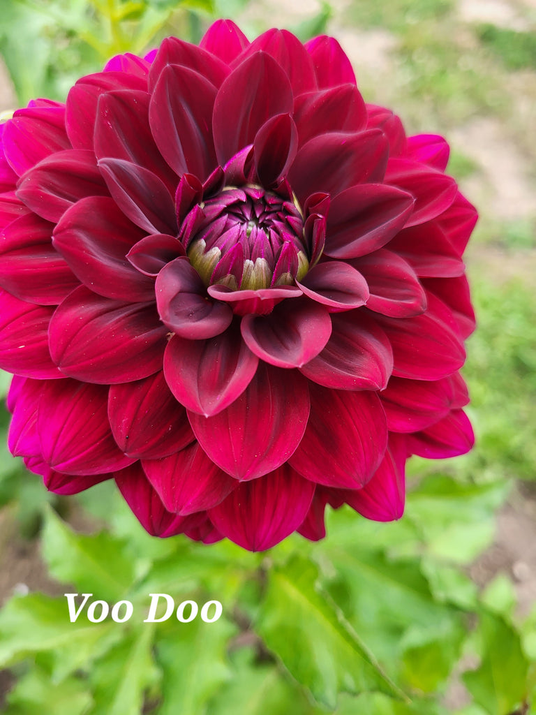 VooDoo Dahlia Tuber