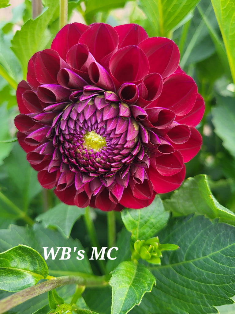 WB'S MC Dahlia Tuber