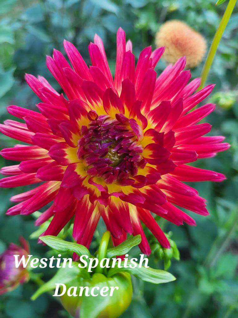 Weston Spanish Dancer Dahlia Tuber