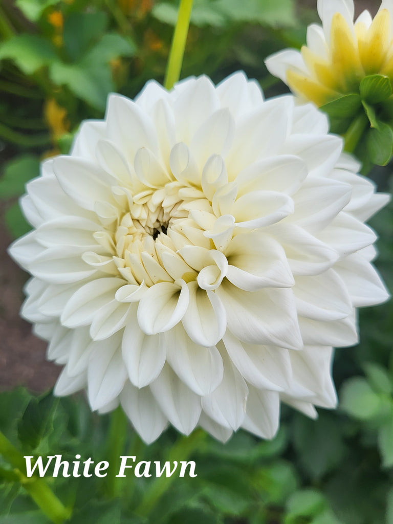 White Fawn Dahlia Tuber