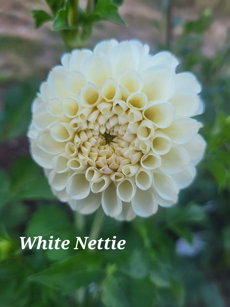 White Nettie Dahlia Tuber