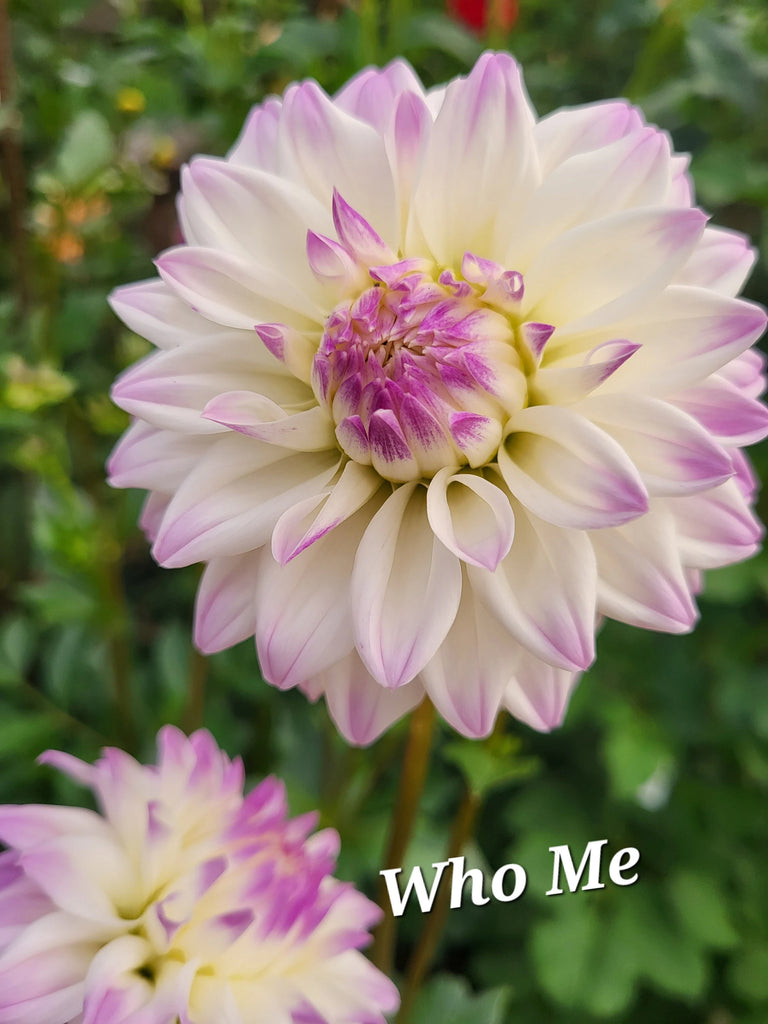 Who Me Dahlia Tuber