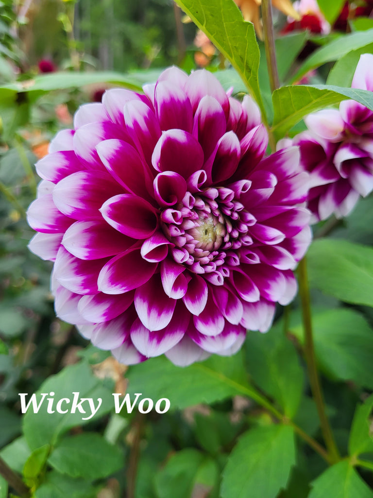 Wicky Woo Dahlia Tuber