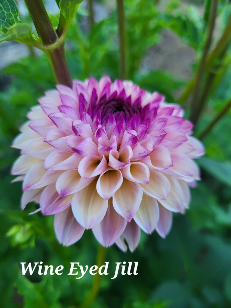 Wine Eyed Jill Dahlia Tuber