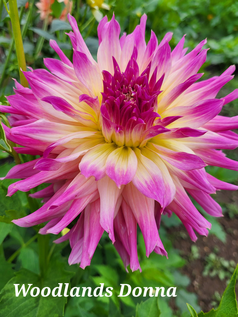 Woodland's Donna Dahlia Tuber