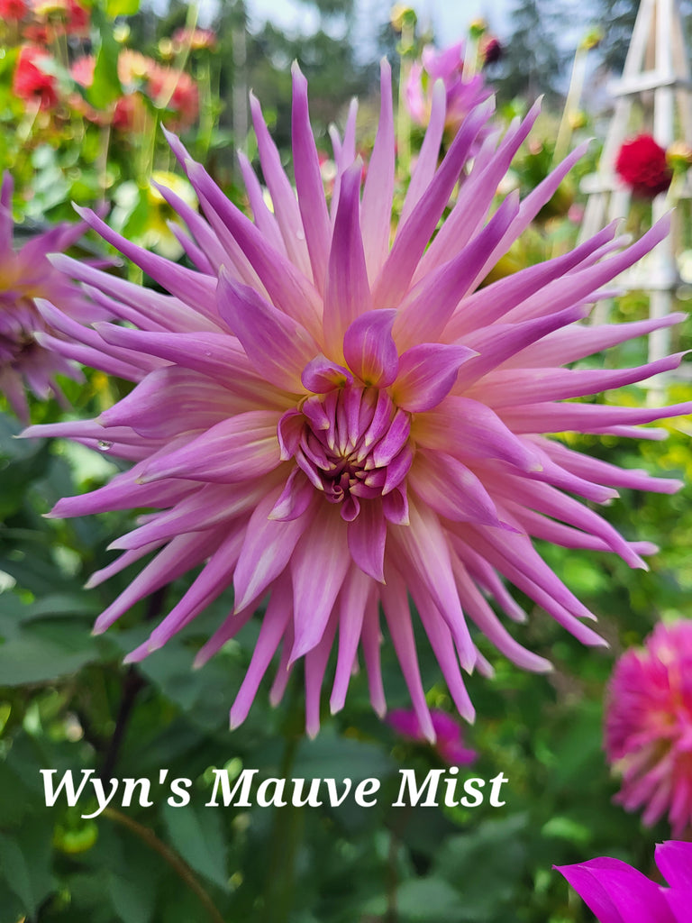 Wyn's Mauve Mist Dahlia Tuber