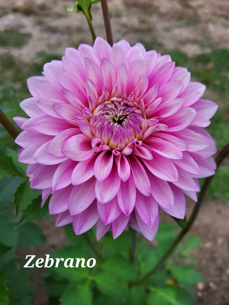 Zebrano Dahlia Tuber