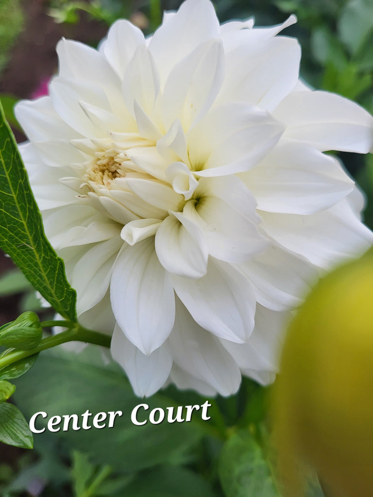 Center Court Dahlia Tuber
